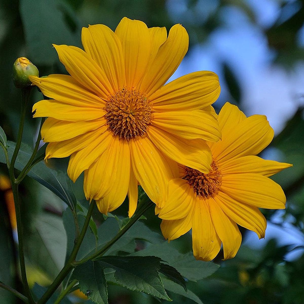 Yellow Mexican Sunflower (Tithonia rotundifolia) Seeds for Planting Heirloom, Non-GMO, Pollinator-Friendly, Annual