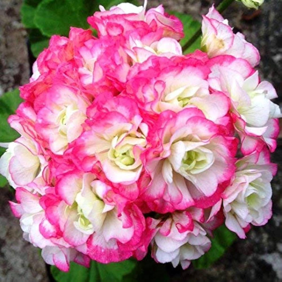 Apple Blossom Rosebud Geranium Seeds Pelargonium hortorum for Planting in Flower Pots and Balcony Garden
