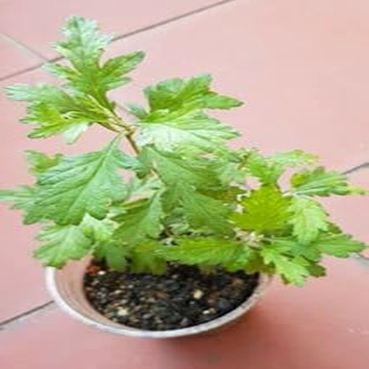 Artemisia Argyi Planting Seeds  Heirloom, Non-GMO, High Germination Medicinal & Aromatic Herb Seeds