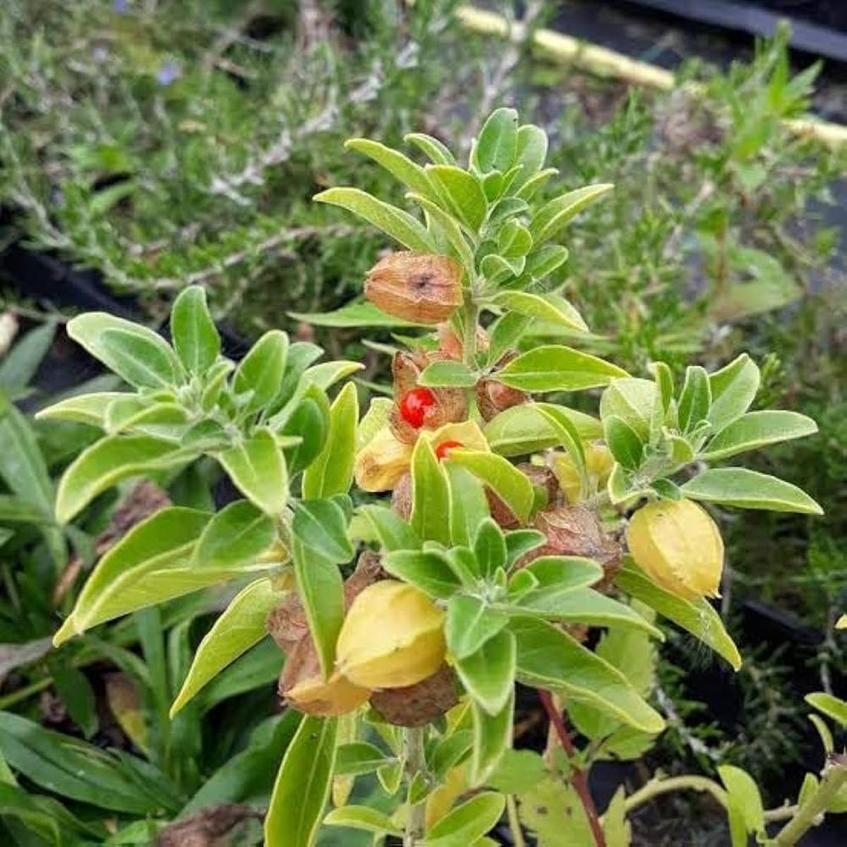 Ashwagandha Flower seeds for Planting Wildflower Mix Heirloom & GMO Free Seeds for Home Garden