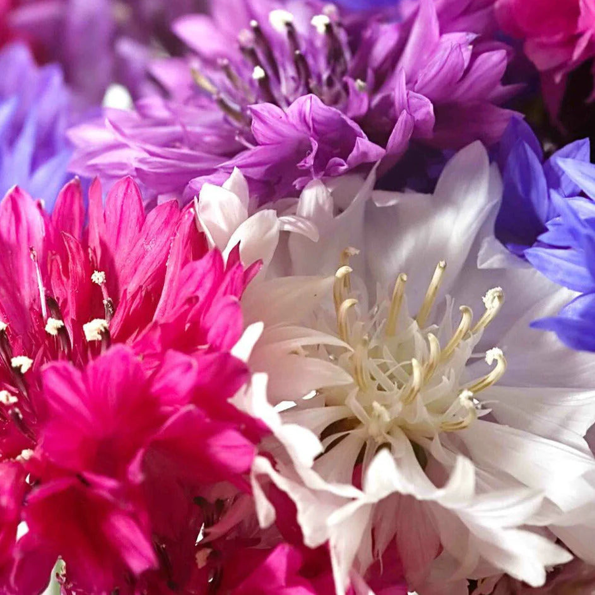 Bachelor's Buttons Seeds Polka Dot Mix Bright Cornflower Heirloom, Non-GMO, Easy to Grow, Annual