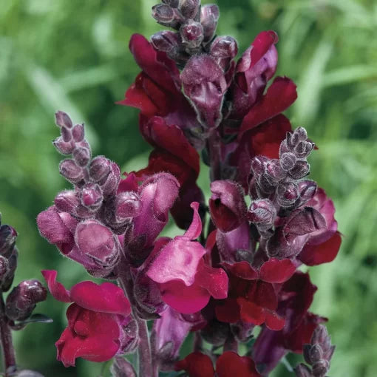 Black Prince Snapdragon Seeds | Deep Maroon Antirrhinum Blooms  Heirloom, Non-GMO, High Germination Organic Garden Seeds