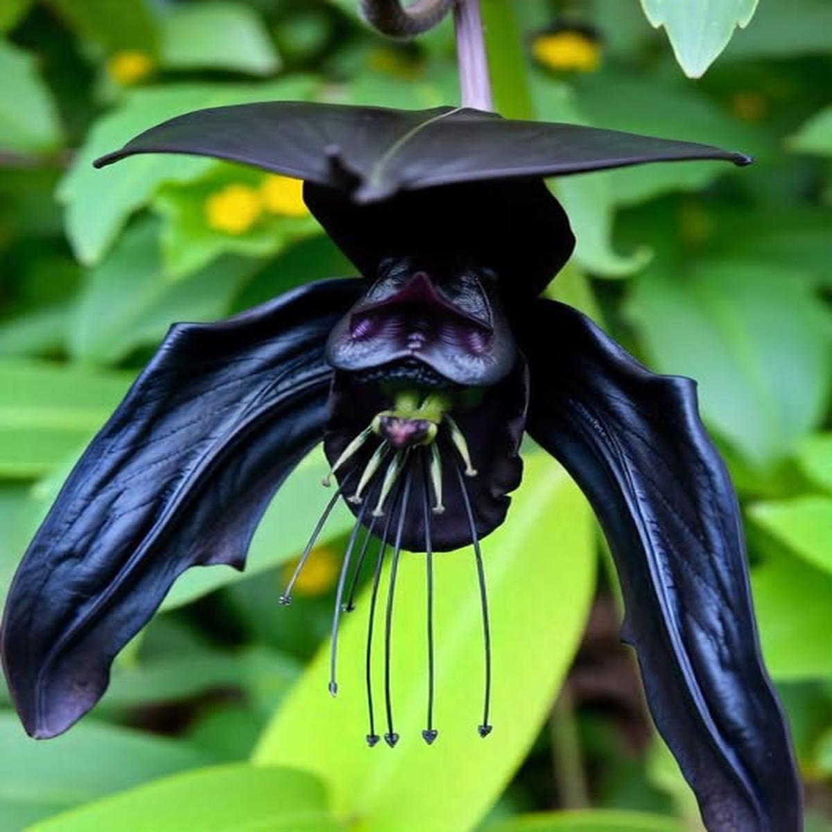 Black Tacca Chantrieri Flower Seeds for Planting Heirloom Non-GMO, High Germination Organic Garden Seeds