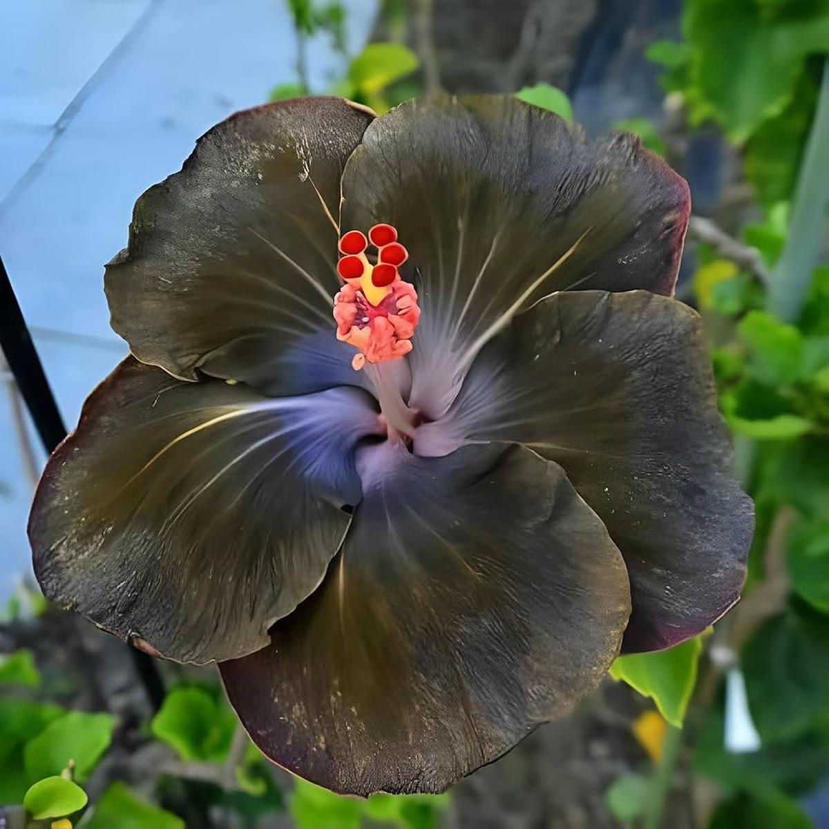 Black Yellow Hibiscus Flower Seeds for Planting  Heirloom Non-GMO High Germination Garden Seeds
