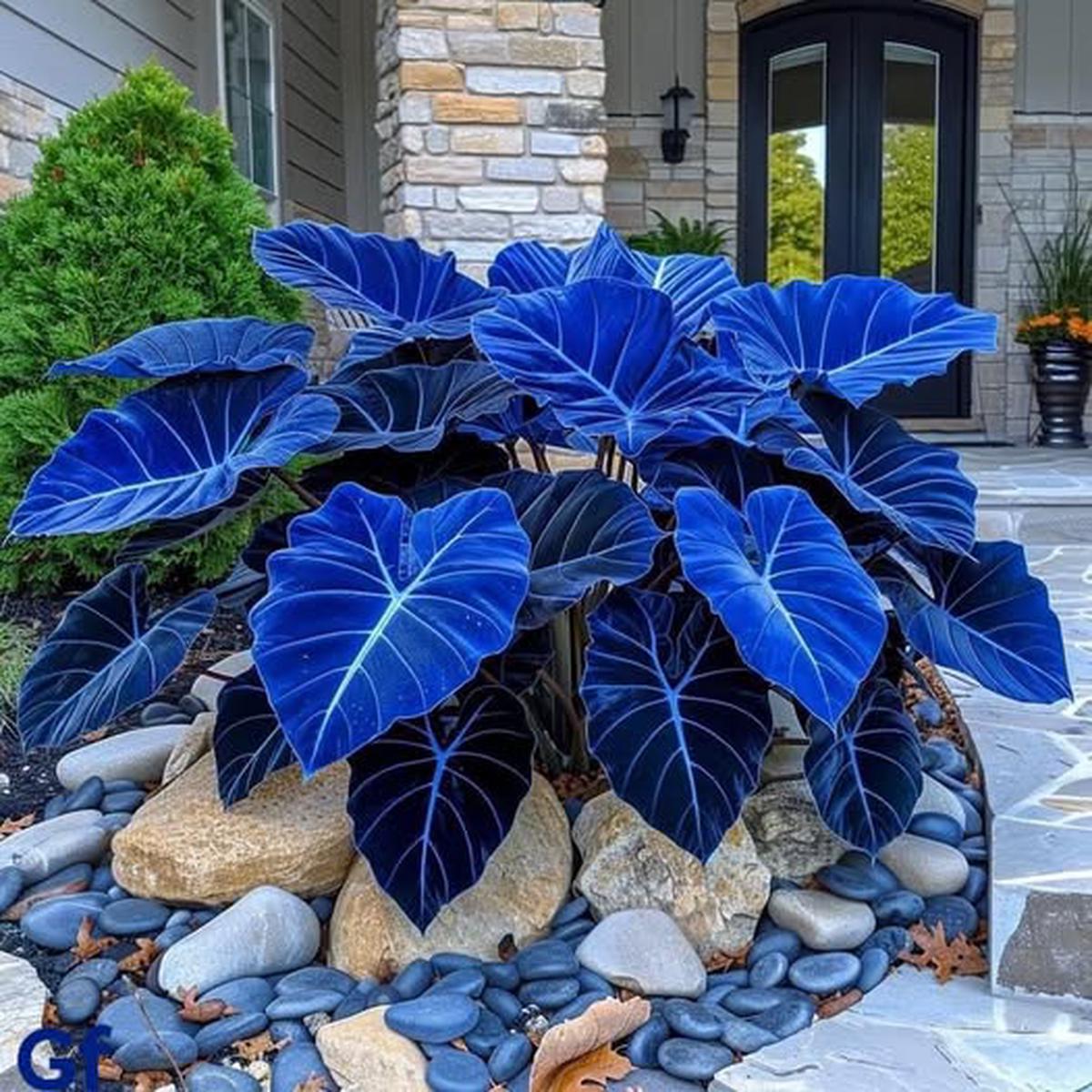 Blue Caladium Bicolor Flower Seeds for Planting Compact Growth, Heirloom & Non-GMO Seeds for Home Garden