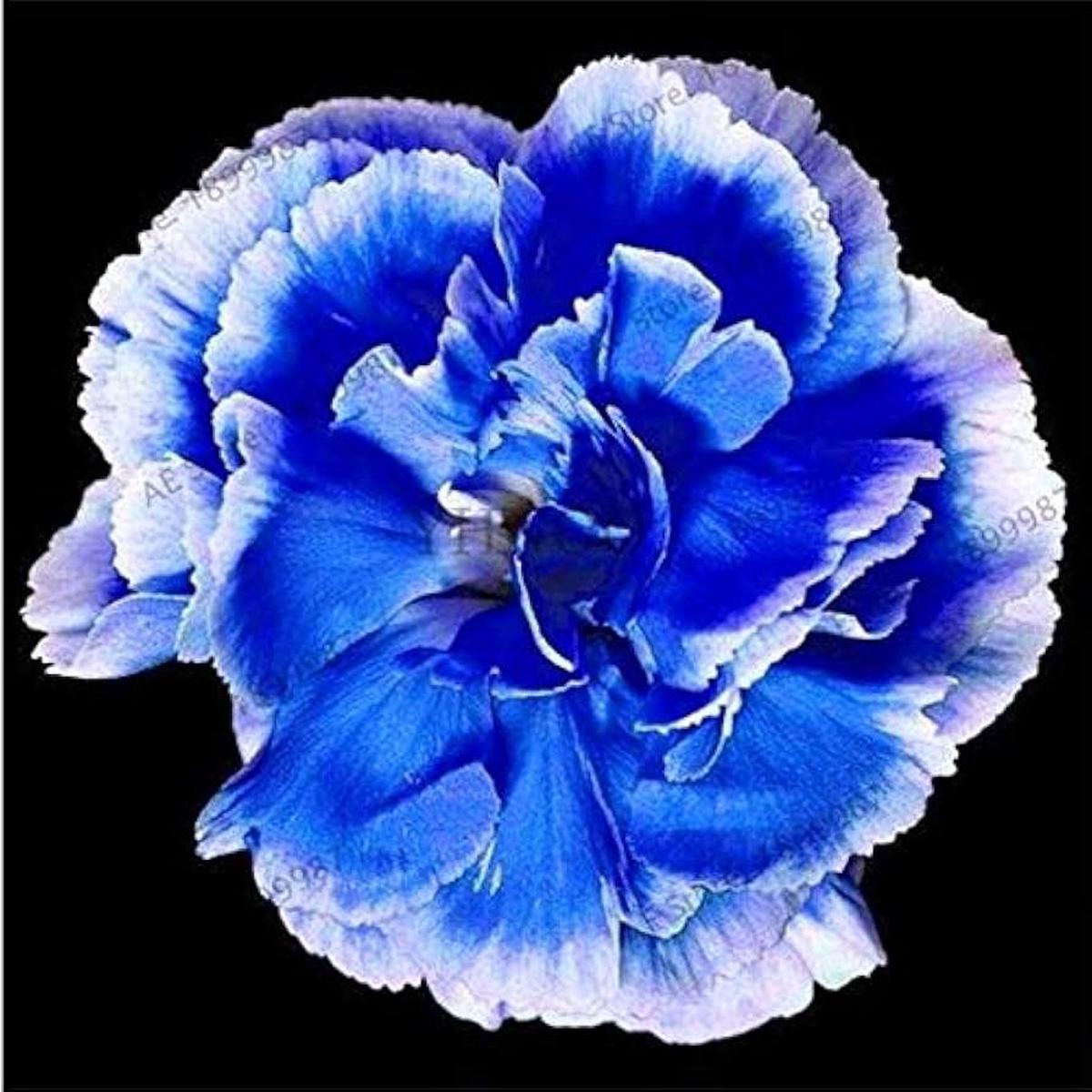 Blue Dianthus Caryophyllus Flower Planting Flower Seeds Home Garden Planting, Premium