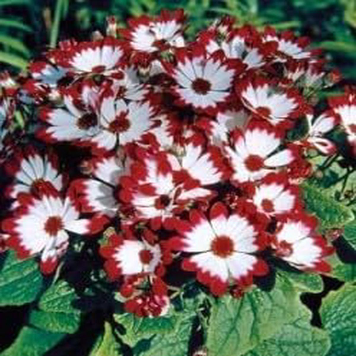 Heirloom Burgundy Cineraria Flower Seeds for Planting  Non-GMO, High Germination Organic Garden Blooms
