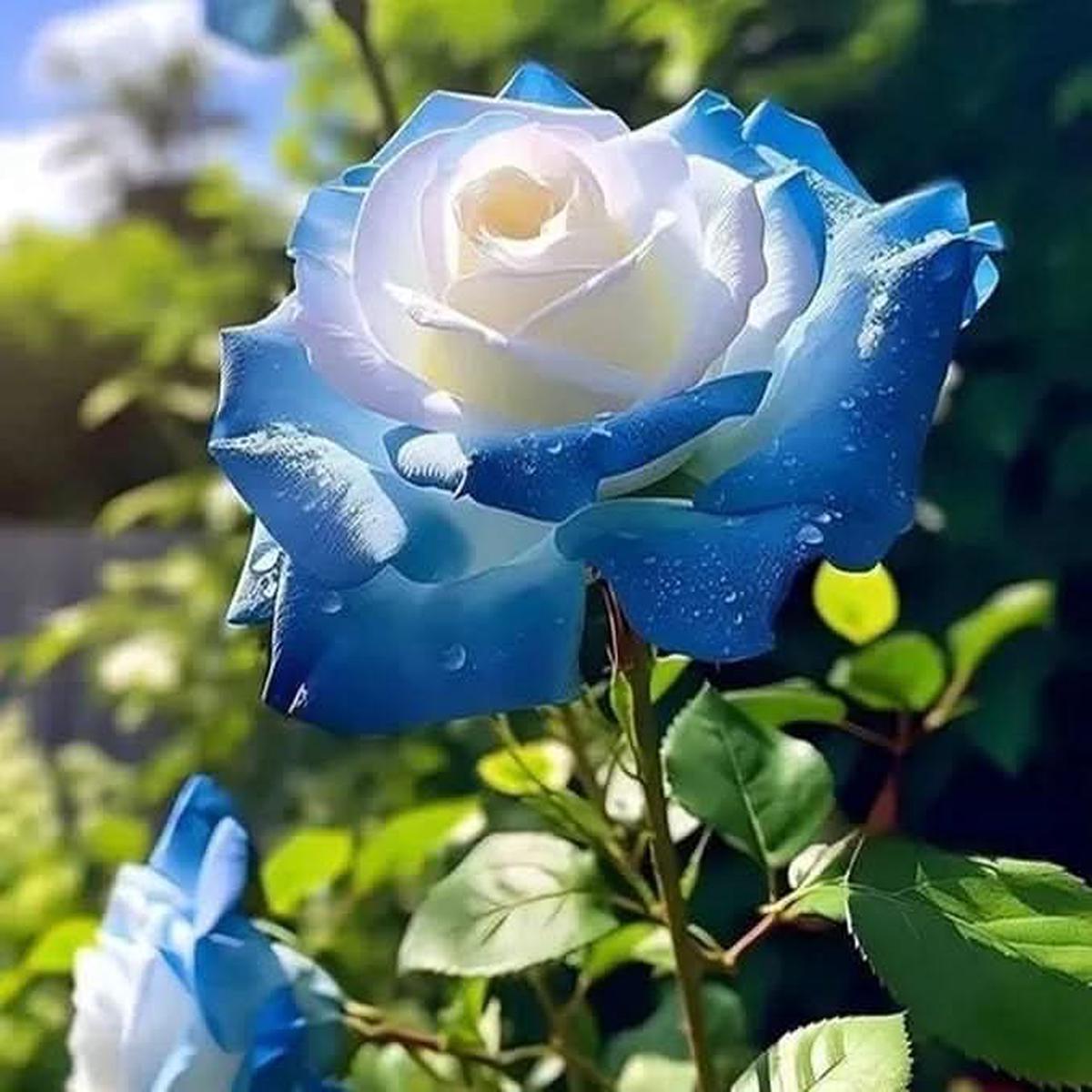 Violet Rose Rare Perennial Flower For Home Garden Flower Seeds for Home Garden Planting, Fragrant