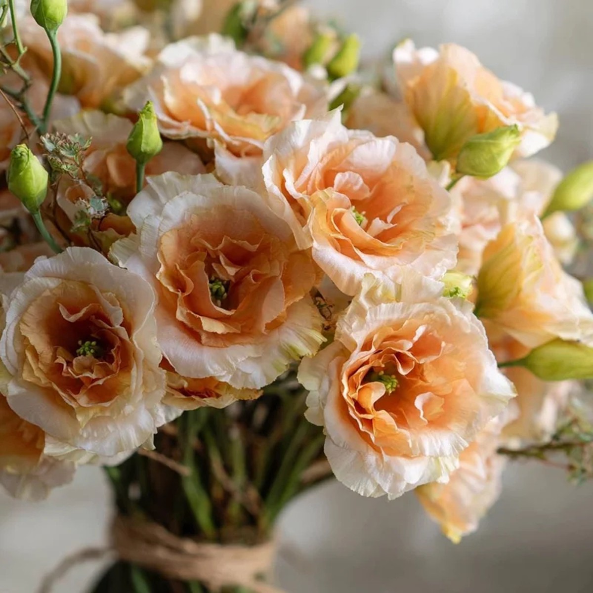 Voyage 2 Champagne Lisianthus Seeds - 25 Soft Apricot Eustoma Grandiflorum