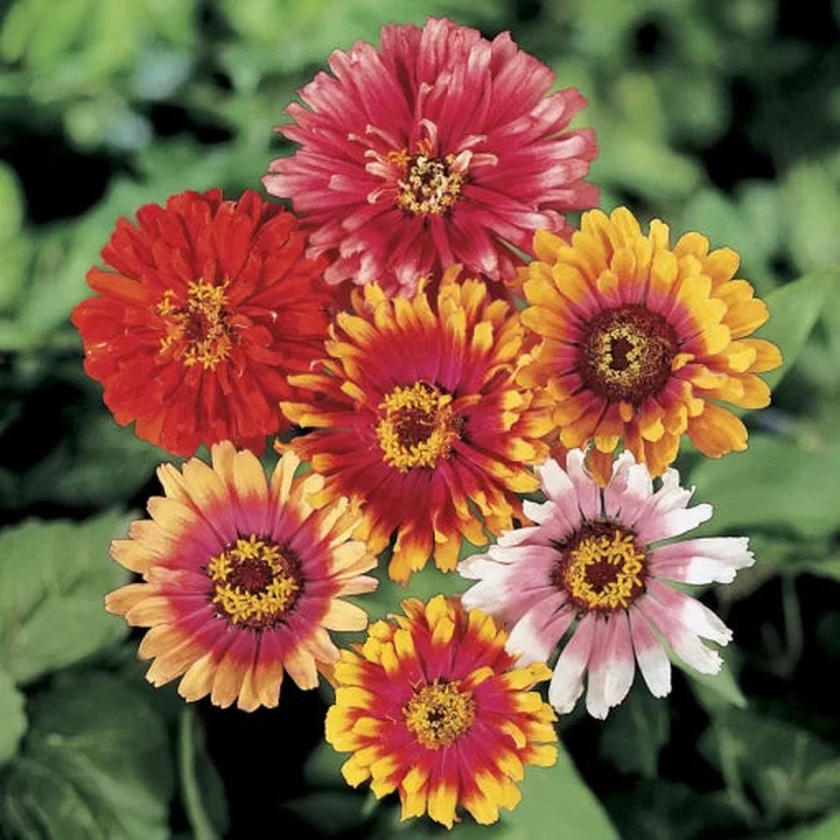 Whirligig Zinnia Seeds | Multi-Color Pinwheel Style Zinnia Blooms Heirloom, Non-GMO, High Germination Organic Garden Seeds