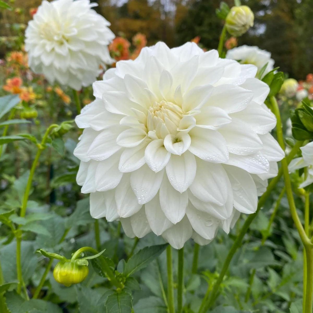 White Dahlias Flower seeds for Planting Perfect for Borders Heirloom & GMO Free Seeds for Home Garden  Sale