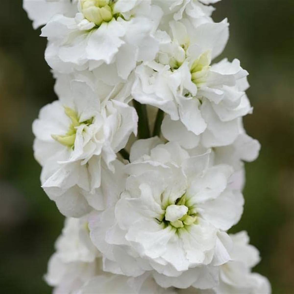 White Matthiola Incana Flower Seeds for Planting Heirloom, Non-GMO, High Germination Organic Garden Seeds