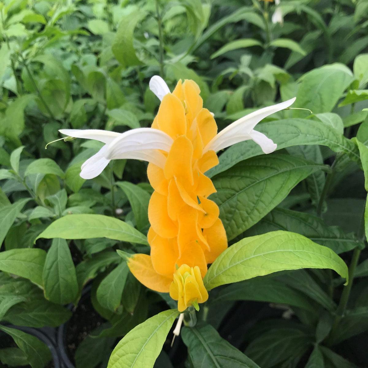 White Yellow Pachystachys Flower seeds for Planting Fragrant Blossoms Heirloom & GMO Free Seeds for Home Garden Sale