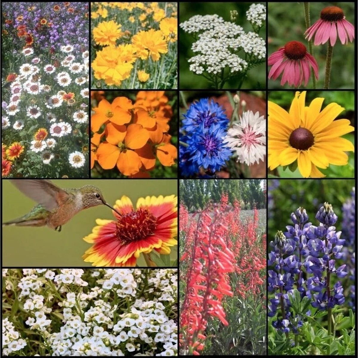 Wildflower Mix HUMMINGBIRD BUTTERFLY SEEDS - Perennials Annuals Heirloom, Non-GMO, High Germination Organic Garden Seeds