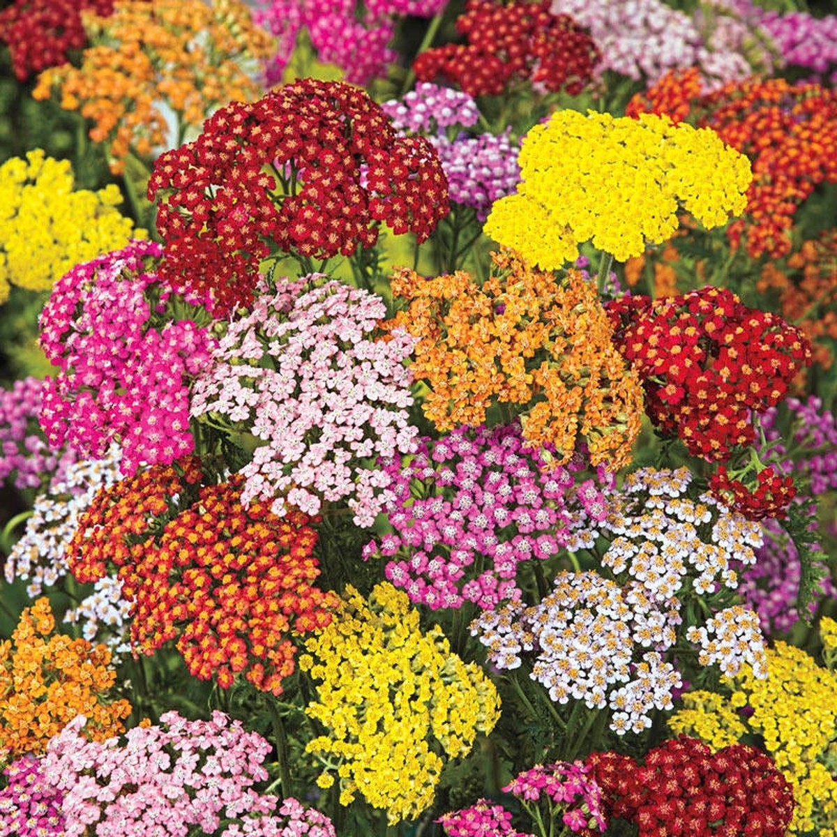 Yarrow Flower seeds for Planting Seasonal Bloomer Heirloom & GMO Free Seeds for Home Garden