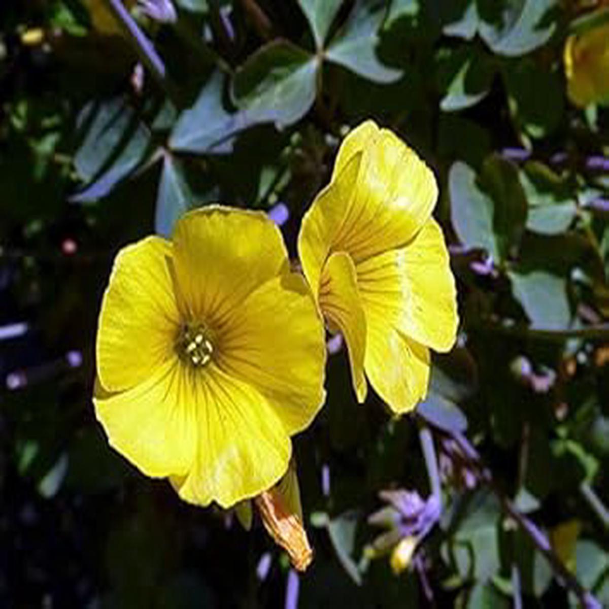 Yellow Bermuda Buttercup Flower Seeds for Planting Organic Heirloom Non-GMO Seeds