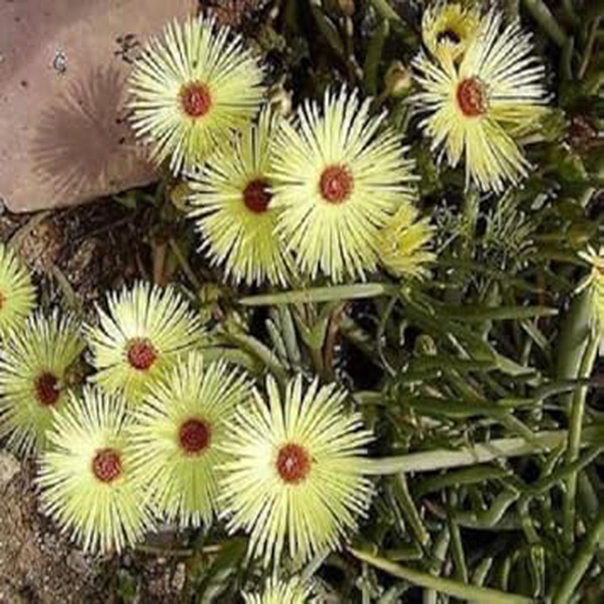 Yellow Cephalophyllum Pillansii Plant Seeds for Planting NON GMO Heirloom Seeds, High Germination, Organic Garden