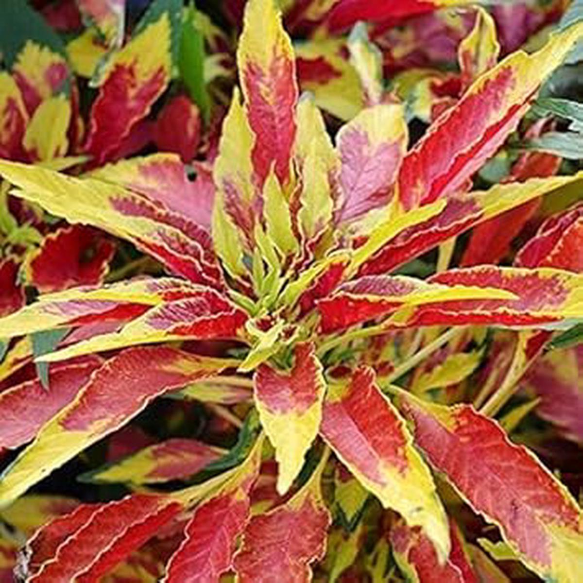 Yellow Red Poinsettia Flower seeds for Planting - Vibrant Colors, Heirloom & GMO Free Seeds for Home Garden