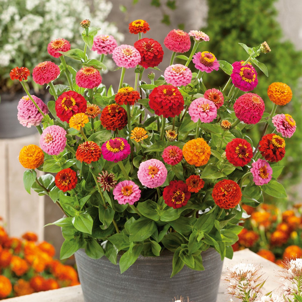 Zinnia Seeds (Organic) - Thumbelina Mix