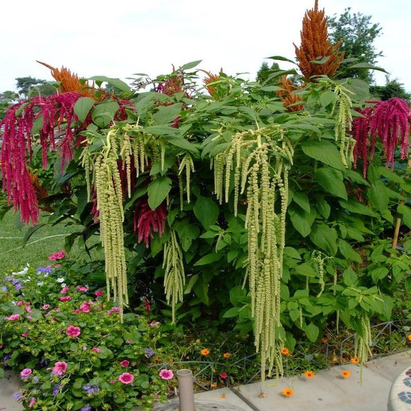 300 Pony Tails Tall Amaranthus Flower Seeds