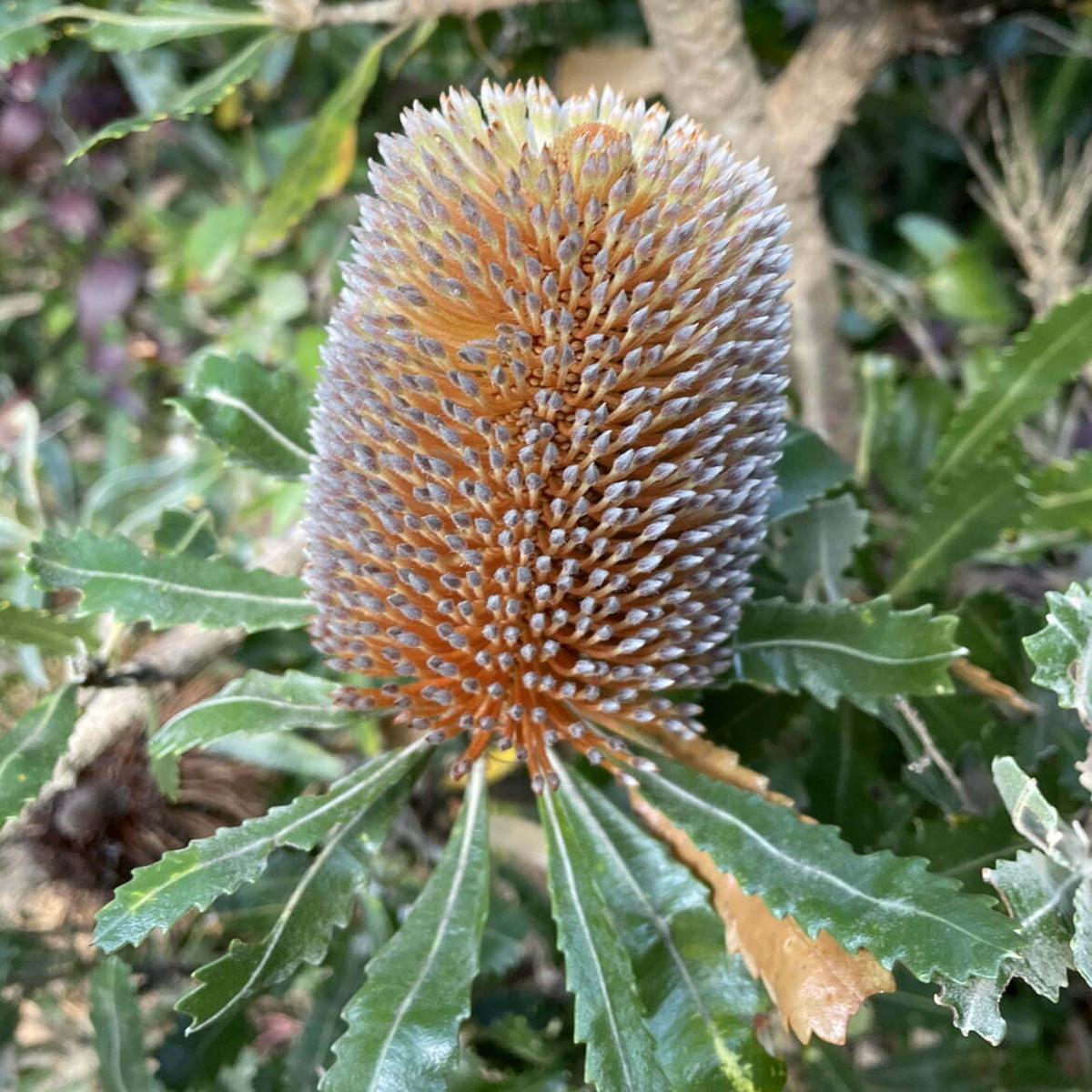 Banksia Flower Seeds for Planting  Heirloom, Non-GMO, High Germination Organic Garden Seeds