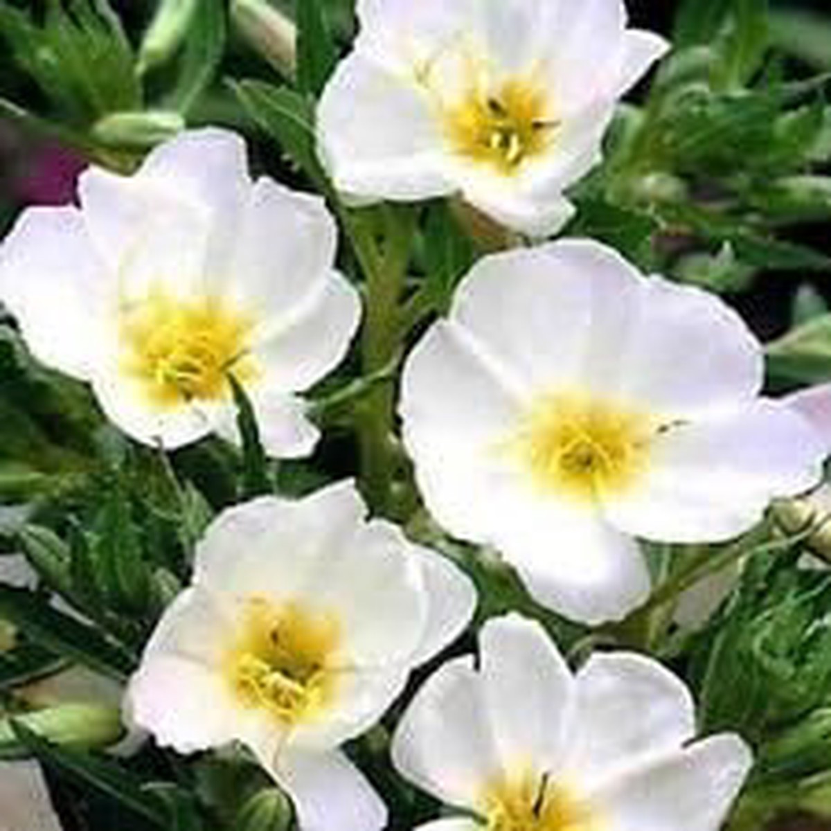 White Evening Primrose Flower Seeds for Planting | Heirloom Non-GMO High Germination Organic Garden Seeds