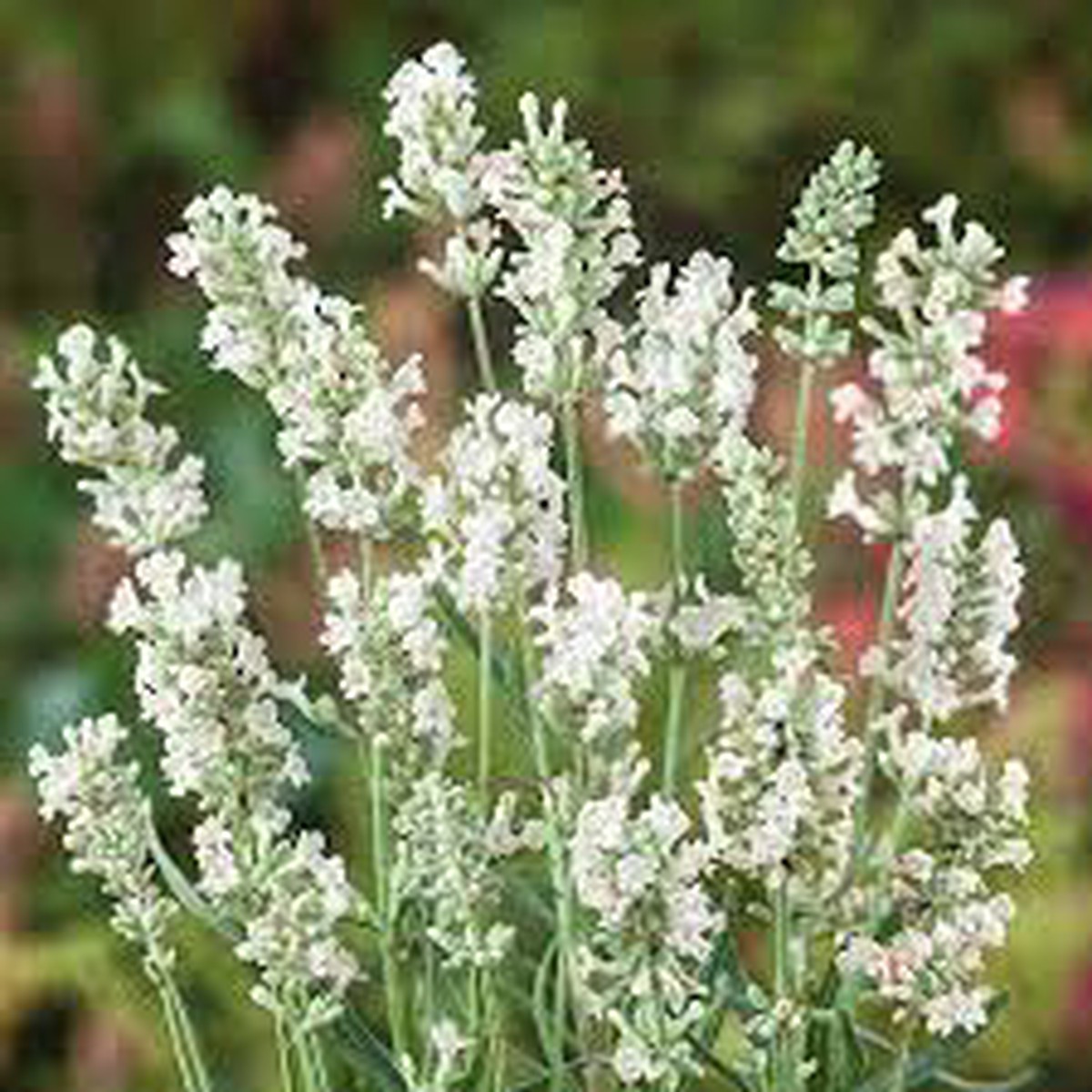 White Lavender Heirloom Non Gmo Elegant Blooms For Serene Gardens Flower Seeds for Home Garden