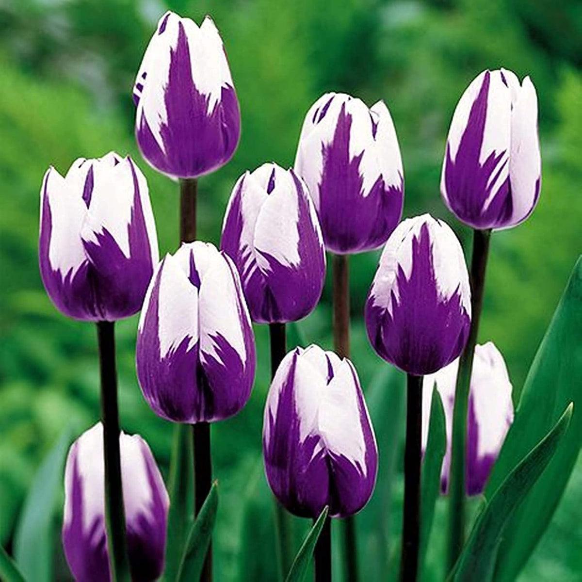 White Violet Tulip Flower seeds for Planting Perfect for Borders Heirloom & GMO Free Seeds for Home Garden