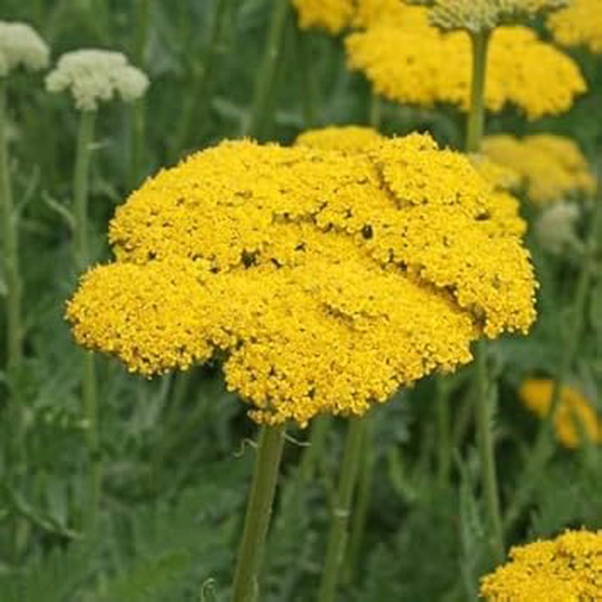 Yarrow Flower seeds for Planting - Low Maintenance, Heirloom & GMO Free Seeds for Home Garden