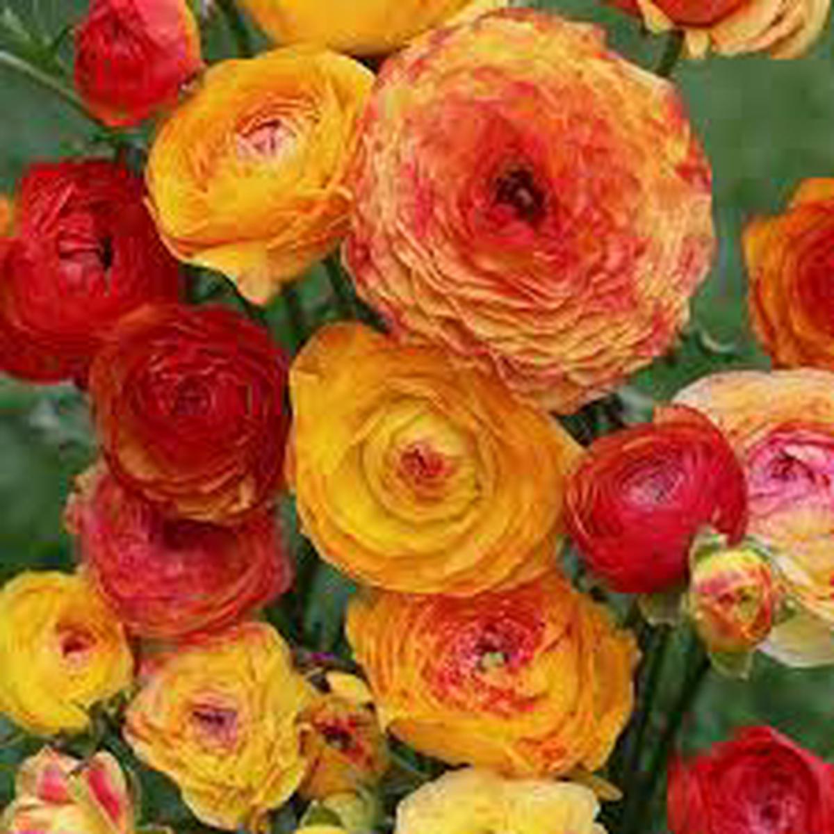 Yellow Red Ranunculus Flower Seeds for Planting | Heirloom Non-GMO High Germination Organic Garden Seeds