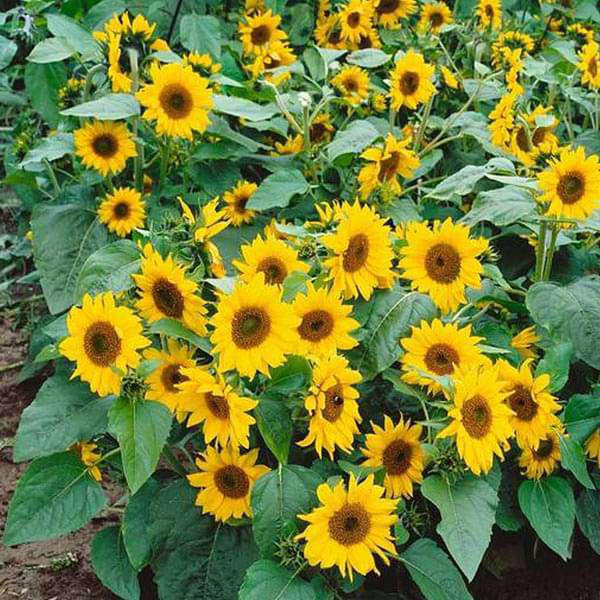 Yellow Sunflower Flower Seeds for Planting Heirloom, Non-GMO, Compact Growth, High Germination