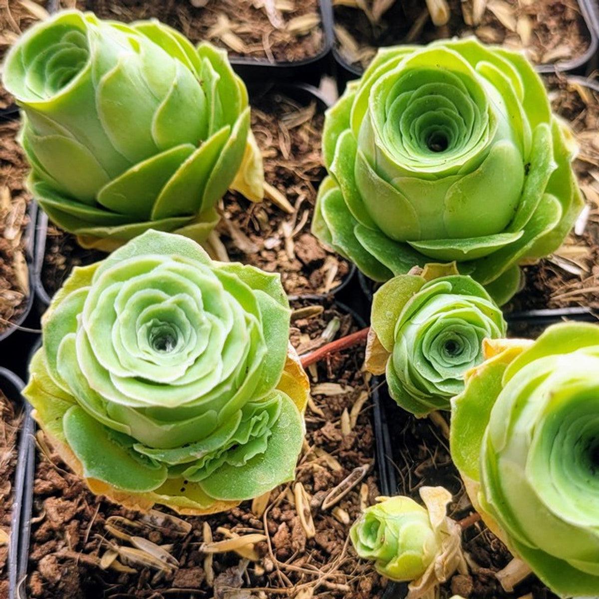 Aamish Succulent Flower seeds for Planting Easy to Grow Heirloom & GMO Free Seeds for Home Garden   Sale