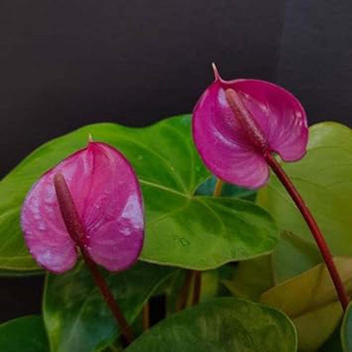 Anthurium Andraeanum Flower seeds for Planting - Premium Quality, Heirloom & GMO Free Seeds for Home Garden
