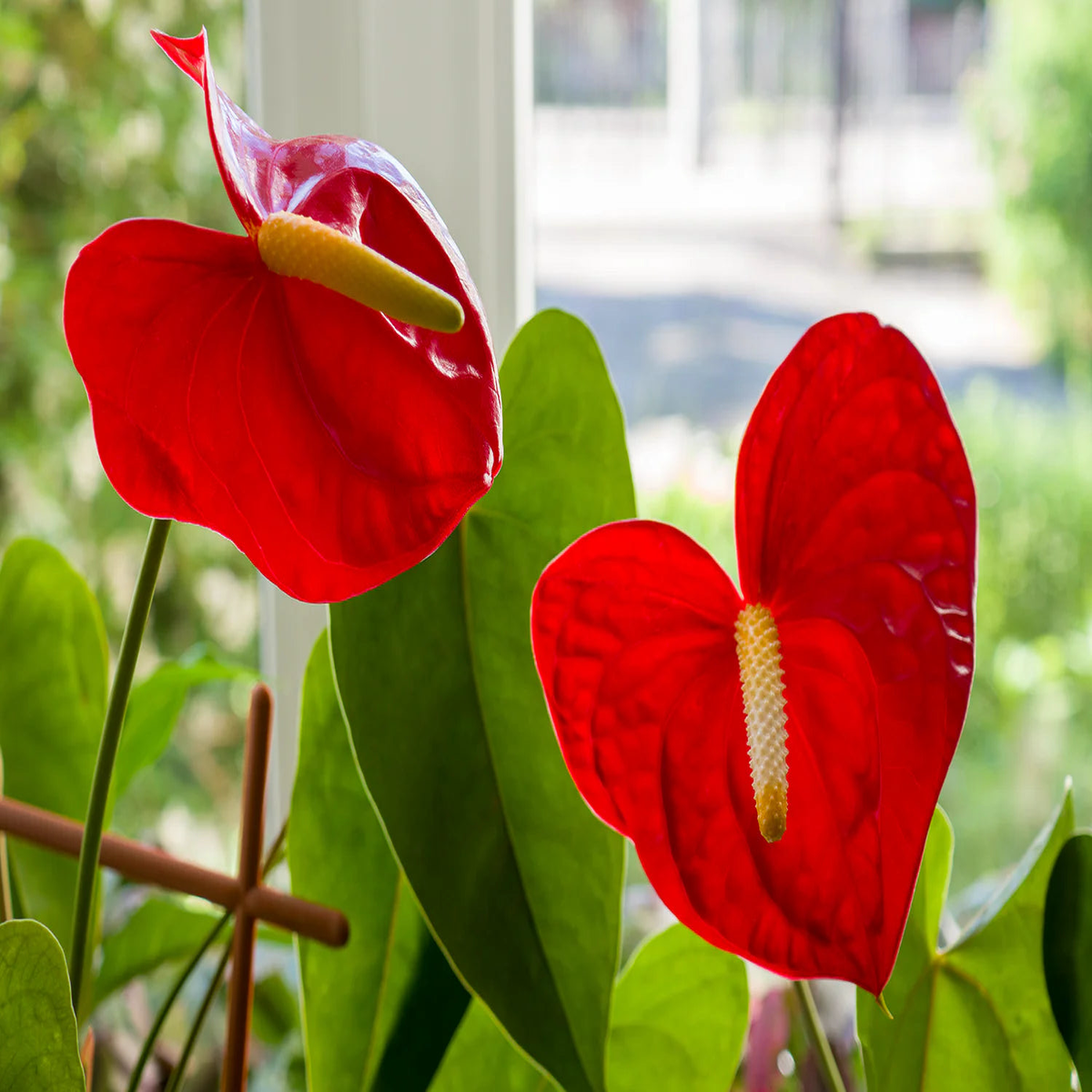 Anthurium Andraeanum Flowering Seeds For Planting and home Decor