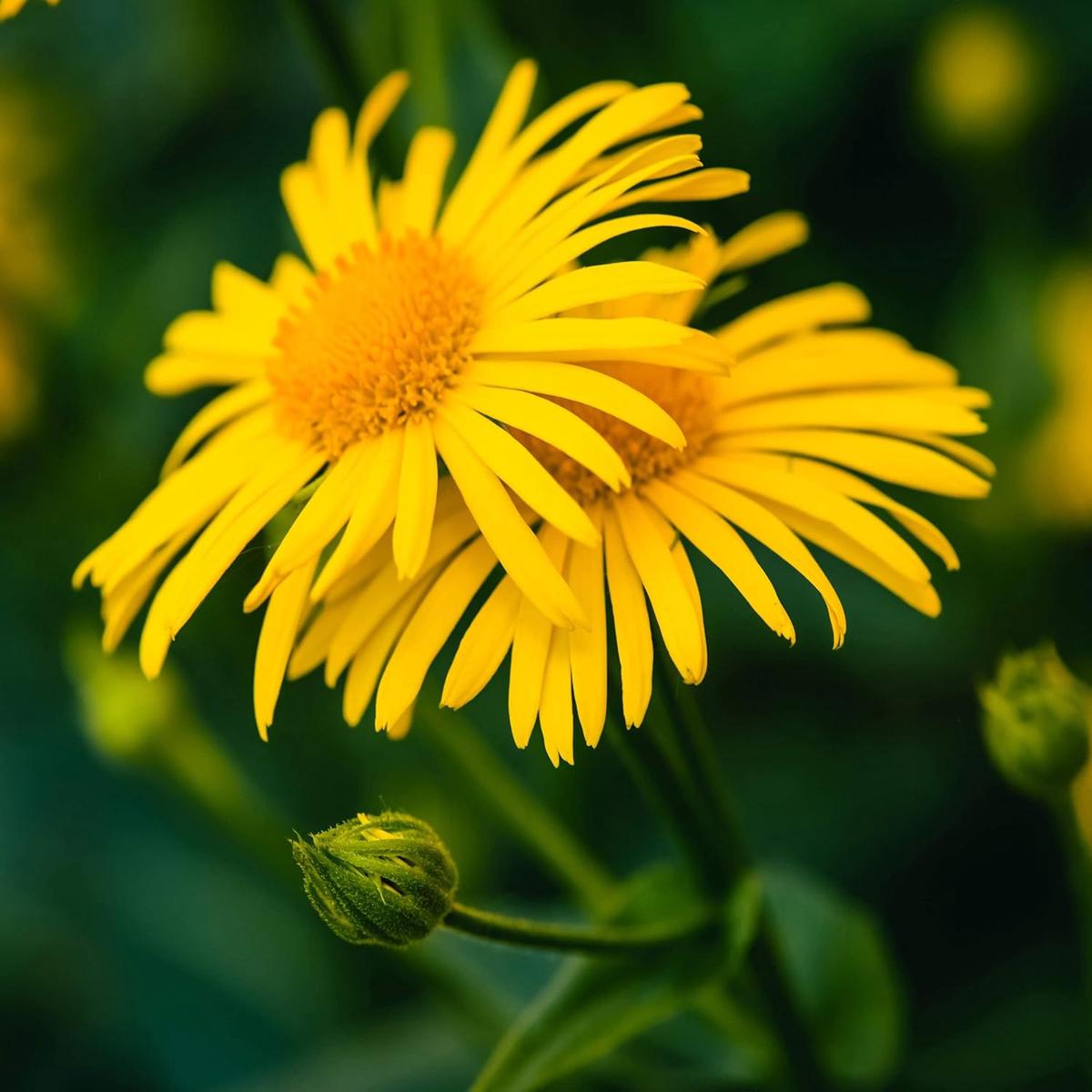 Arnica Flower Seeds  Heirloom, Non-GMO, High Germination Organic Garden Seeds for Medicinal & Garden Planting