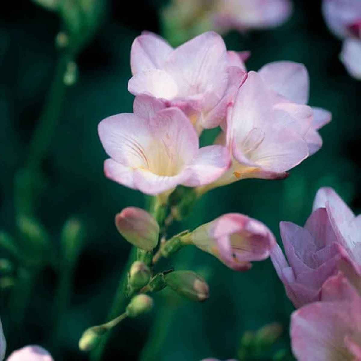 Baby Pink Freesia Flower Seeds for Planting  Easy to Grow Heirloom, Non-GMO, High Germination Organic Garden Seeds