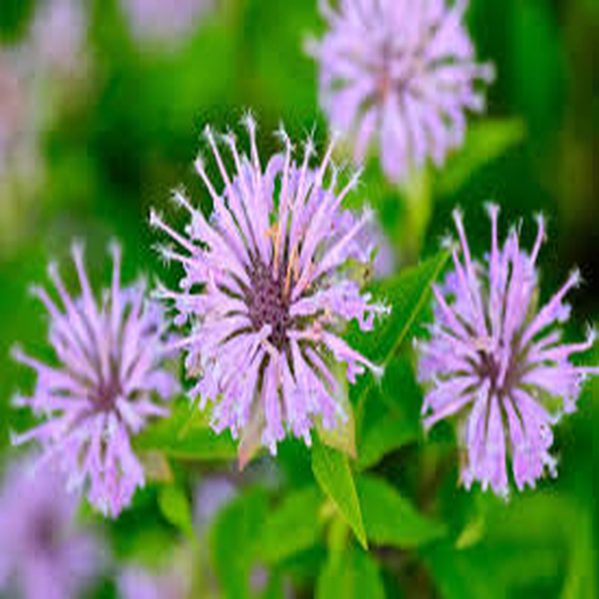 Bee Balm Seeds for Planting Heirloom, Non-GMO, Pollinator-Friendly, Easy to Grow