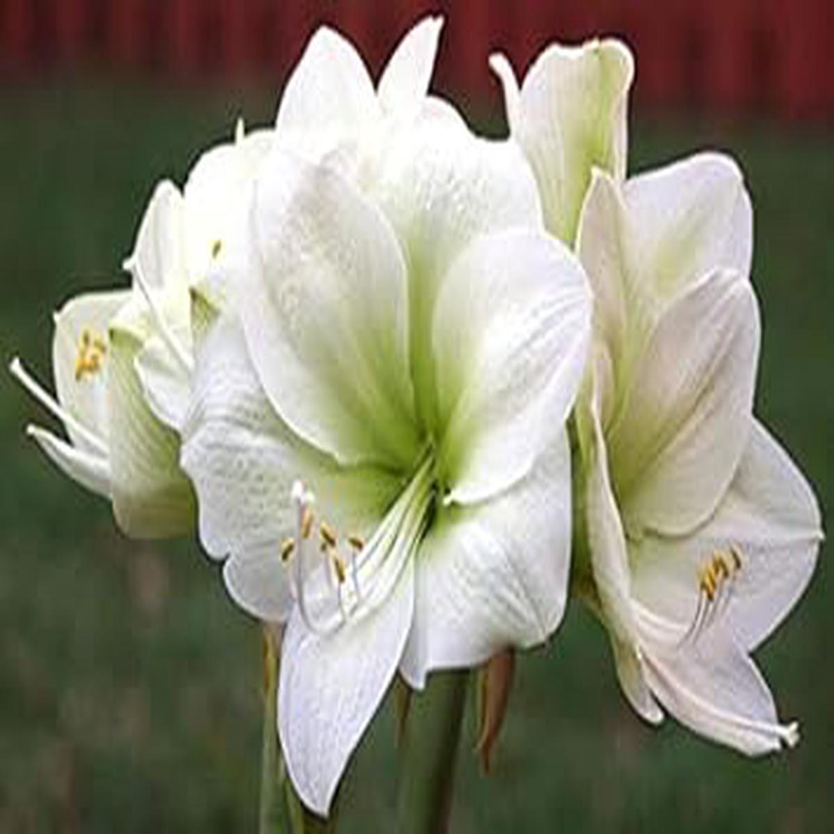 White Amaryllis Flower Seeds for Planting Heirloom, Non-GMO, High Germination Organic Garden Seeds for Elegant Indoor or Outdoor Blooms