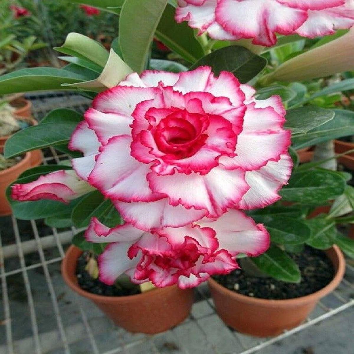 White Desert Rose Adenium Obesum Flower For Planting In Indoor Pots Or Home Garden Flower Seeds for