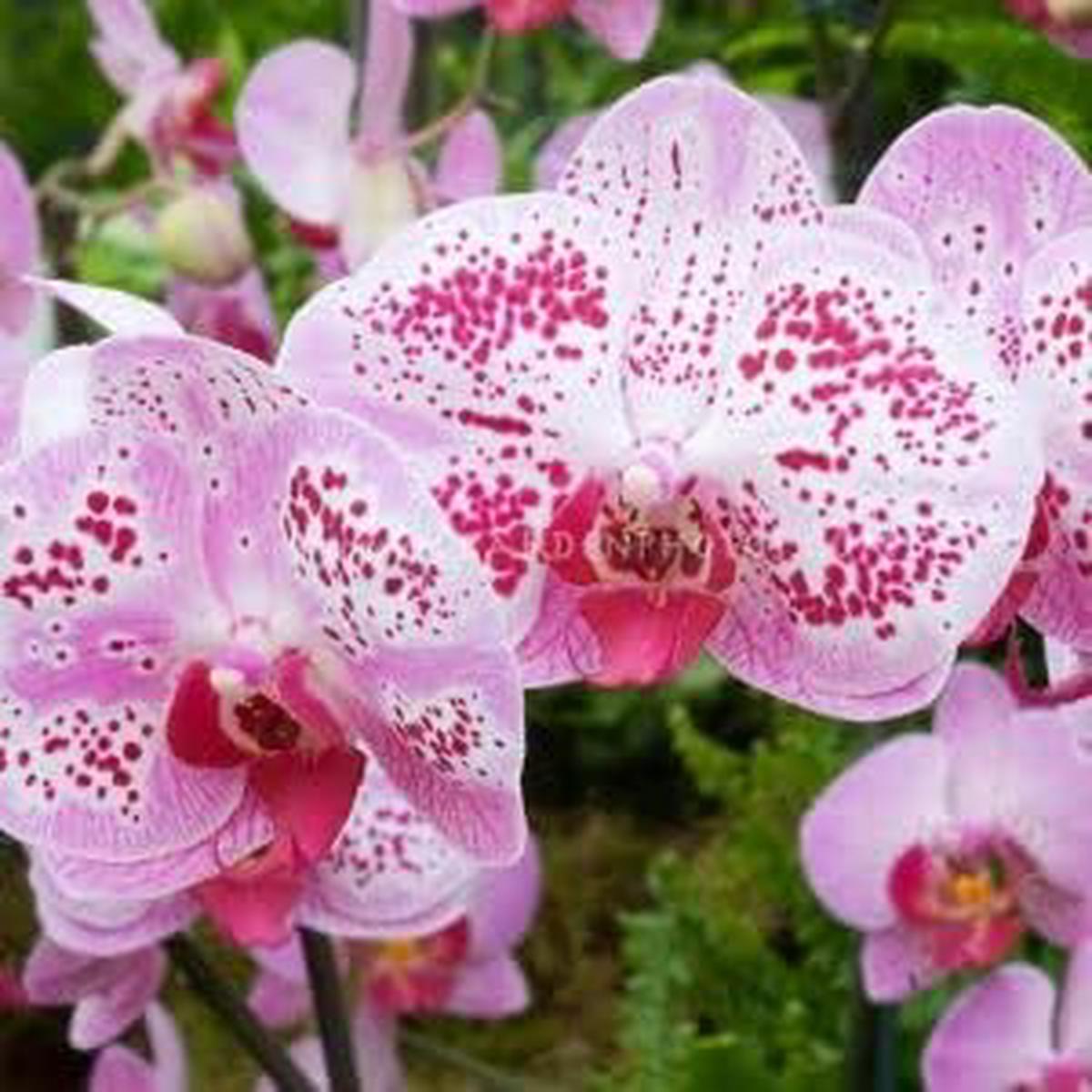 White Oxalis Laciniata Flower Seeds for Planting Shade Tolerant Heirloom & GMO Free Seeds for Home Garden Sale