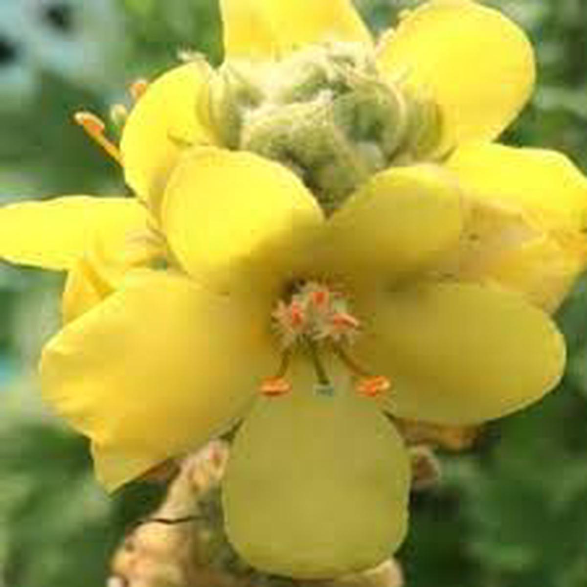 Yellow Verbascum Thapsus Flower Seeds for Planting  Heirloom, Non-GMO, High Germination Organic Garden Seeds