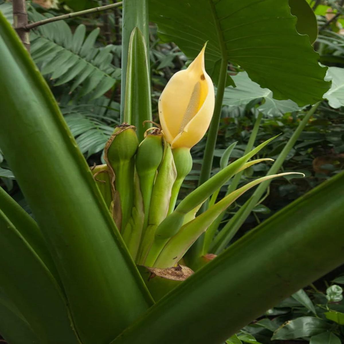 Alocasia Flower Seeds for Planting Heirloom Non-GMO, High Germination Organic Garden Seeds