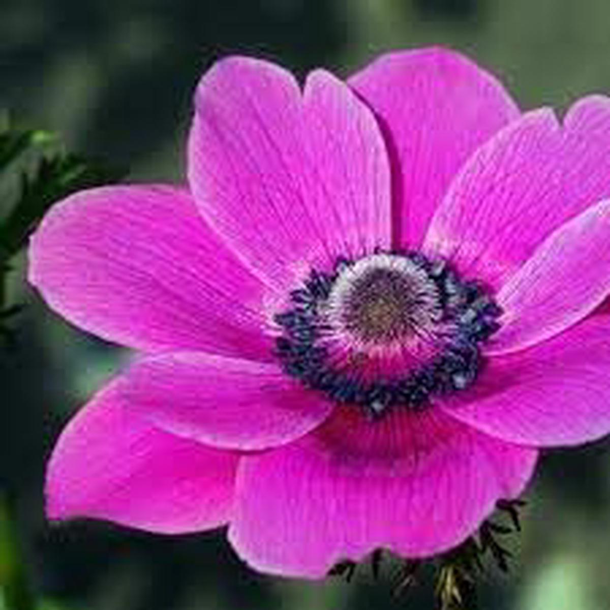Anemone Flower Seeds for Planting  Heirloom Non-GMO High Germination Organic Garden Seeds