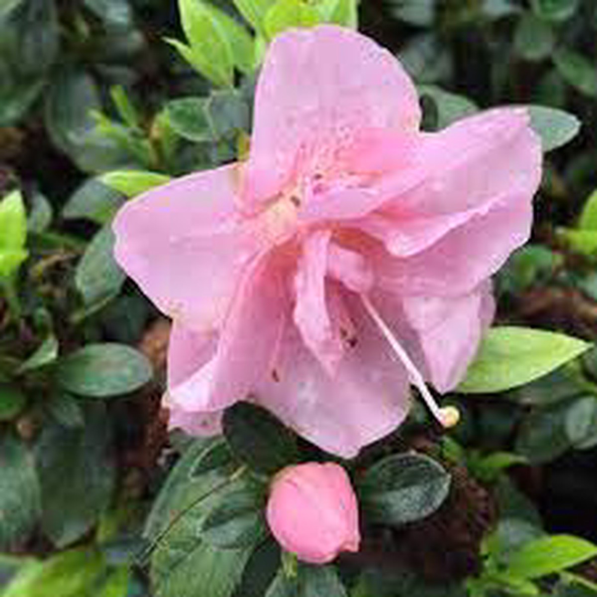 Azalea Pink Rhododendron Flower Seeds Heirloom Non-GMO Seeds for Planting, High Germination Organic Garden Seeds