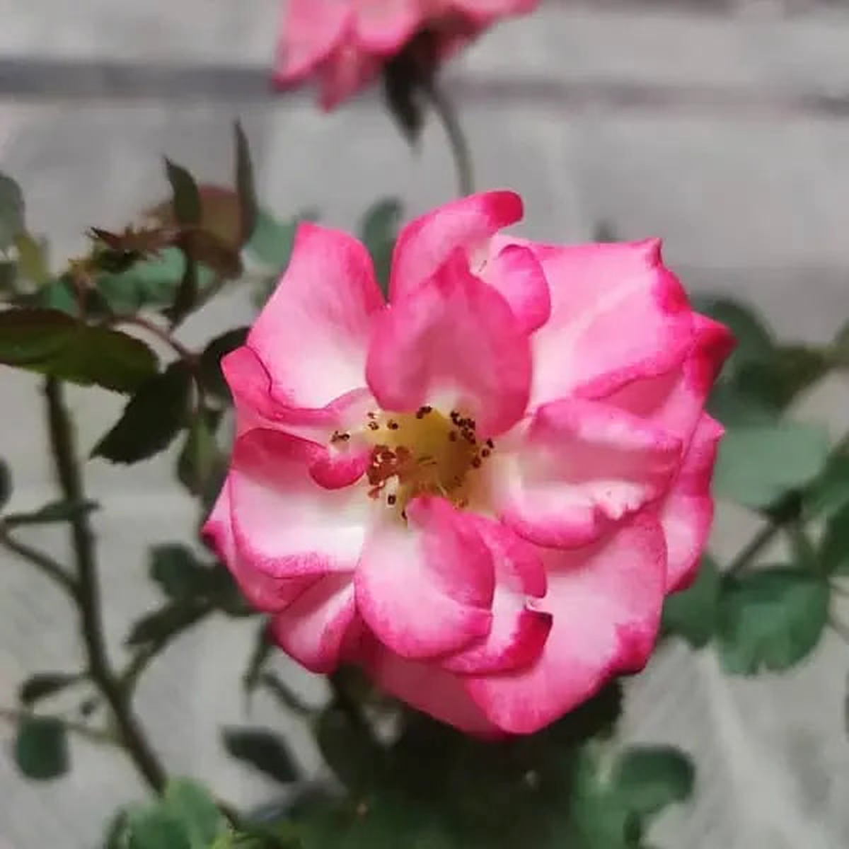 Betty Boop Rose Seeds  Heirloom Non-GMO, Compact Blooms for Home Gardens