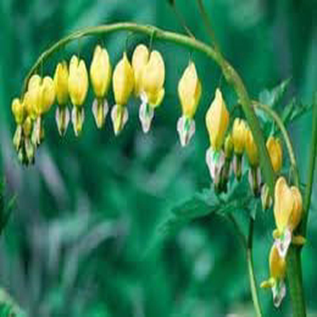 Bleeding Heart Flower seeds for Planting Cut Flower Favorite Heirloom & GMO Free Seeds for Home Garden