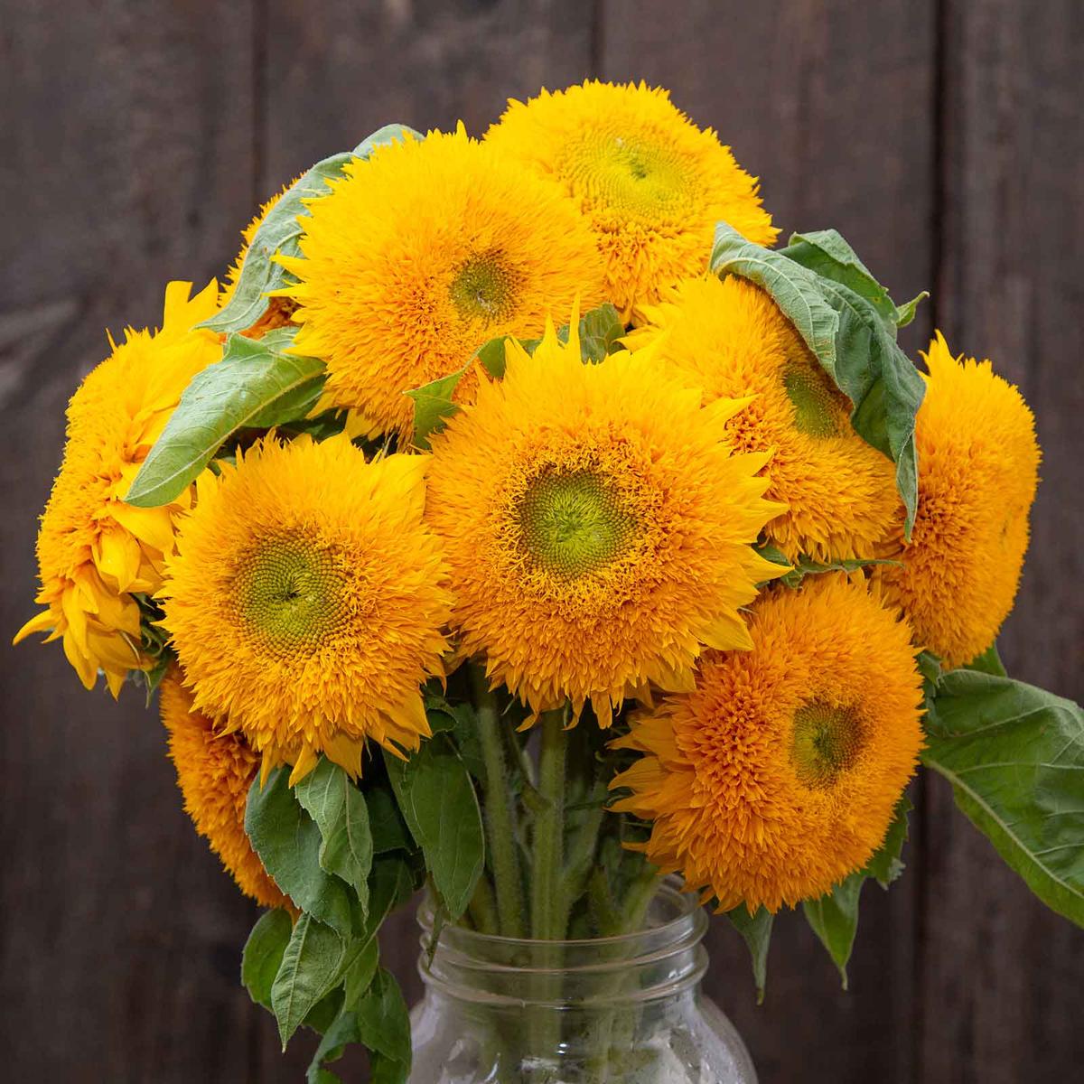 Sunflower Seeds (Organic) - Teddy Bear