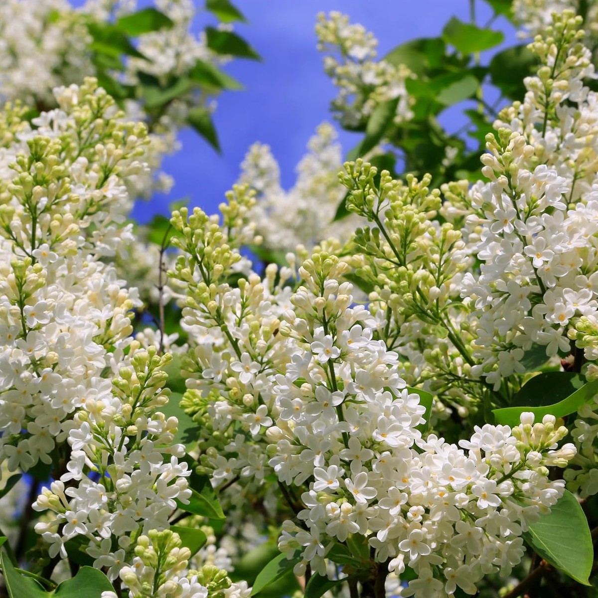 White Japanese Lilac Seeds for Planting Heirloom, Non-GMO Garden Seeds
