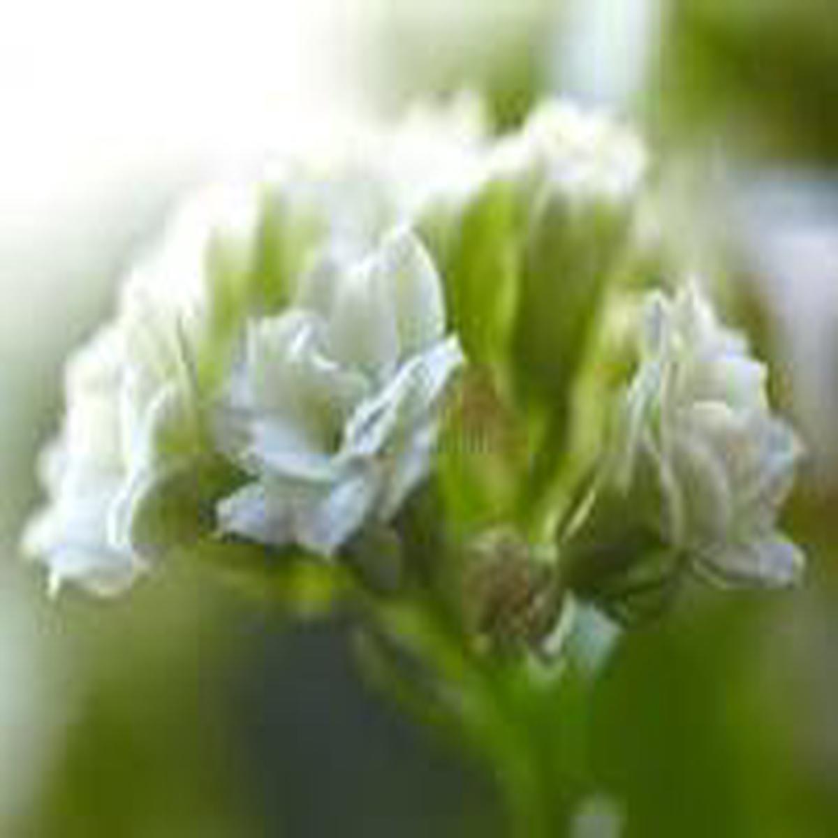 White Kalanchoe Flower Seeds for Planting - Low Maintenance, Heirloom, Non-GMO & High Germination Garden Seeds, 100pcs