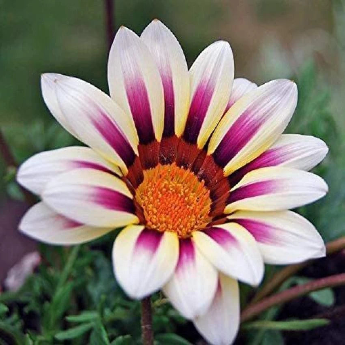 White Purple Gazania Seeds for Planting Heirloom, Non-GMO, High Germination Organic Garden Seeds for Drought-Tolerant Blooms